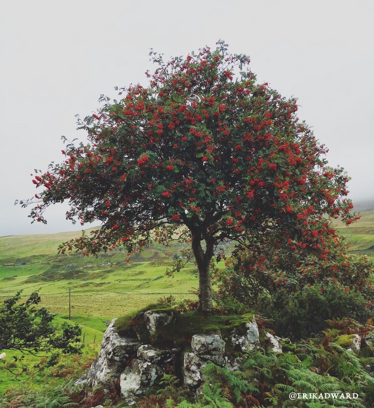 Red flowers on tree in fairy glen, isle of skye, scotland