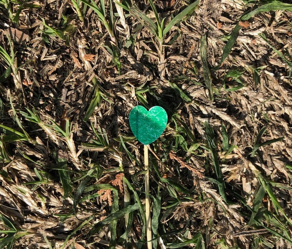 Green heart in grass