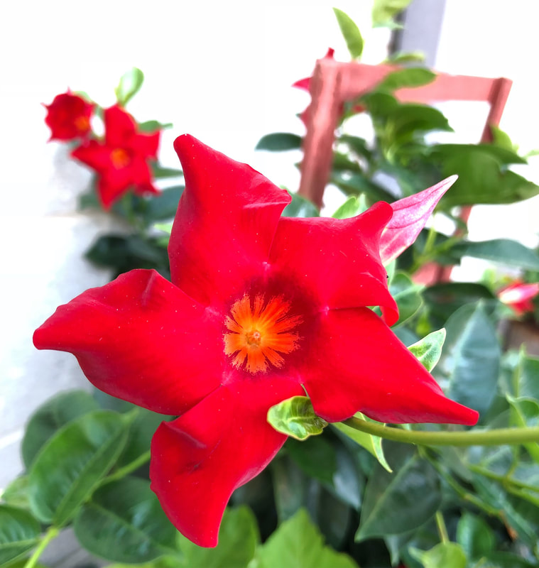 Red flowers with yellow center