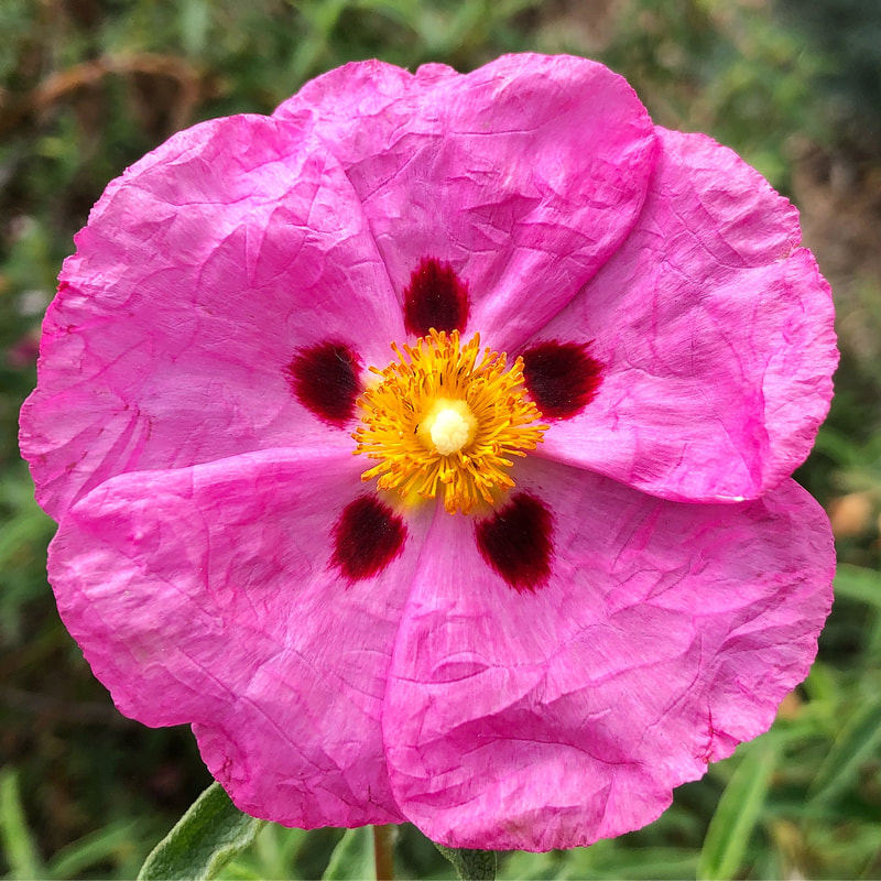 Pink flower with yellow center 