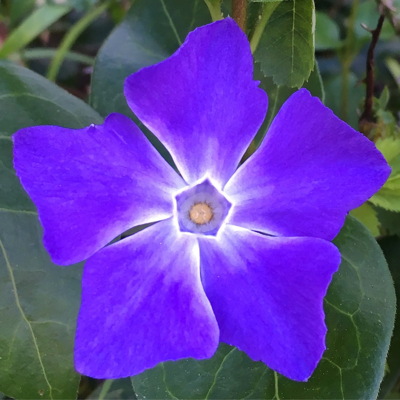 Periwinkle flower closeup