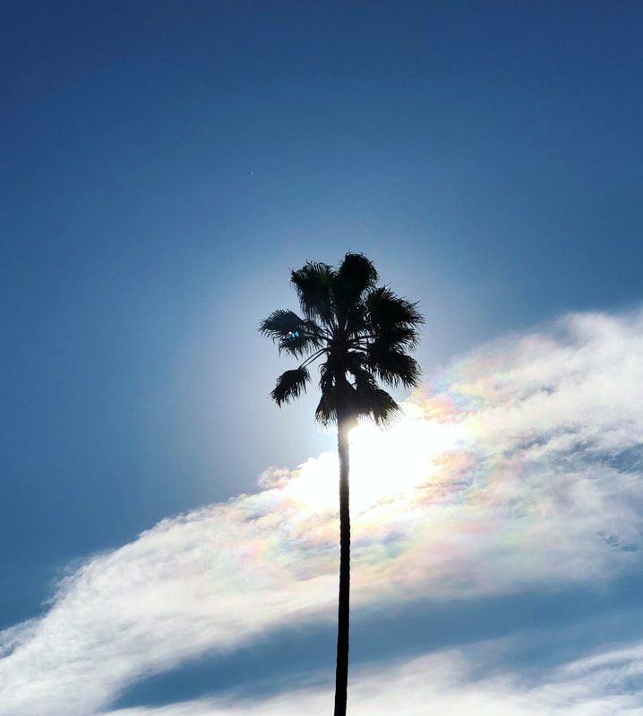Palm tree against blue sky and rainbow clouds